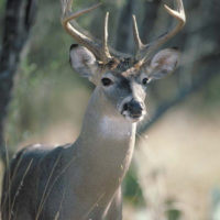 Age Determination of White-tailed Deer